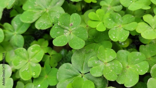 Green clover leaves background, Green nature background