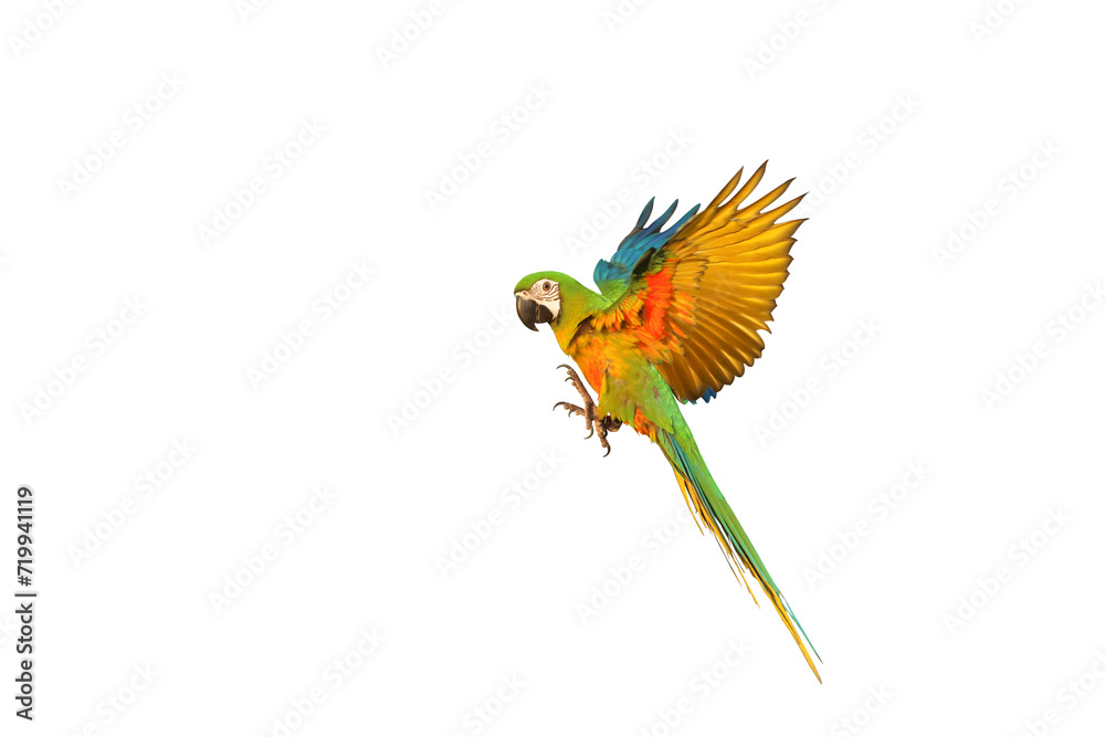 Colorful flying Chestgold Macaw parrot isolated on transparent background. Chestnut-fronted macaw mated with Blue and gold macaw.	