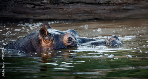 hippopotames dans son bain, portrait animalier