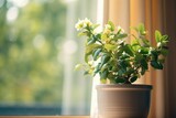 A potted plant sitting on a window sill. Ideal for adding a touch of nature to any indoor space