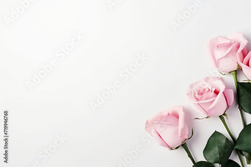 Minimal pink roses and white background copy space