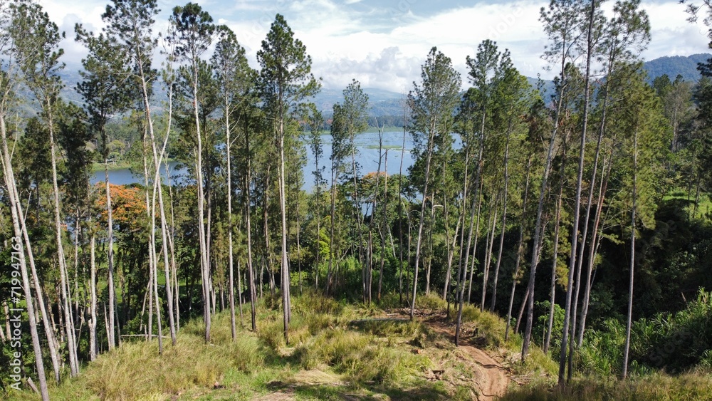 Los pinos antes del lago