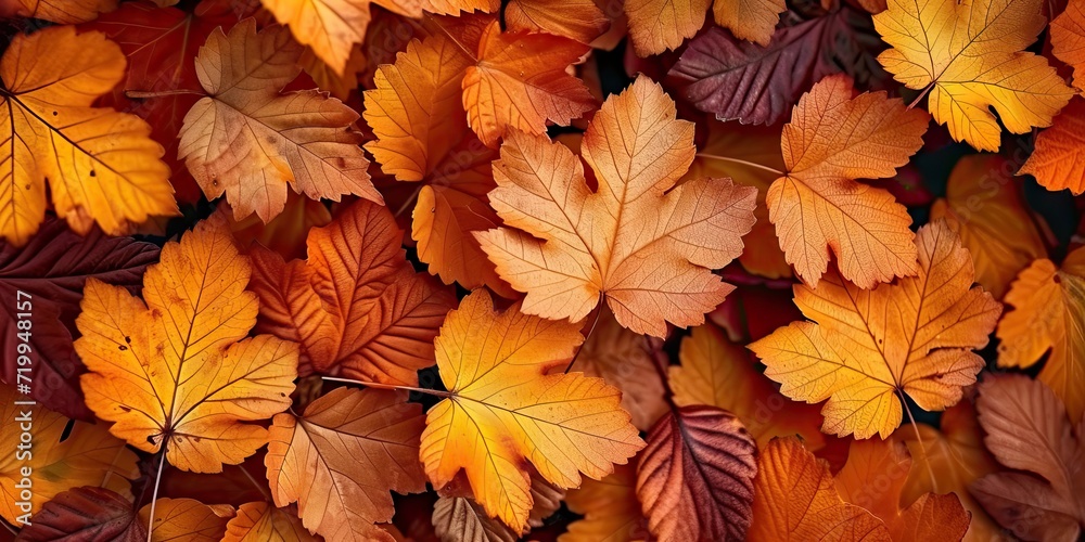 Vibrant autumnal display orange and yellow leaves creating seasonal tapestry. Fall beauty captured in intricate patterns of maple foliage against bright backdrop. Nature final flourish before winter Vibrant autumnal display orange and yellow leaves creating seasonal tapestry. Fall beauty captured in intricate patterns of maple foliage against bright backdrop. Nature final flourish before winter