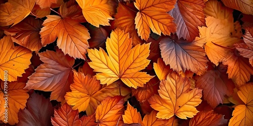 Vibrant autumnal display orange and yellow leaves creating seasonal tapestry. Fall beauty captured in intricate patterns of maple foliage against bright backdrop. Nature final flourish before winter