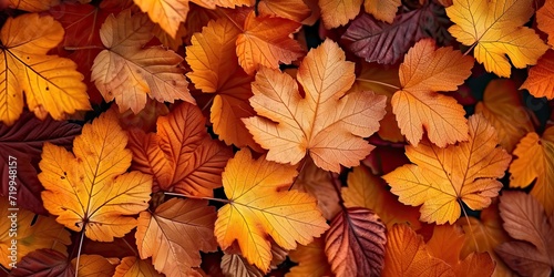 Vibrant autumnal display orange and yellow leaves creating seasonal tapestry. Fall beauty captured in intricate patterns of maple foliage against bright backdrop. Nature final flourish before winter