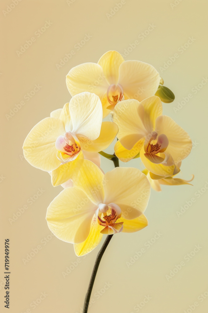 Yellow Orchid flower soft elegant vertical background, card template Yellow Orchid flower soft elegant vertical background, card template