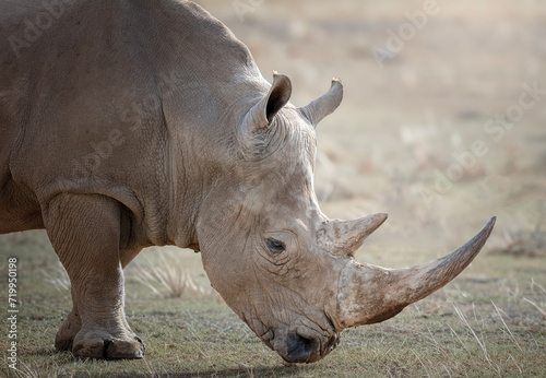 Portarit de Rhinocéros, photographie animalière
