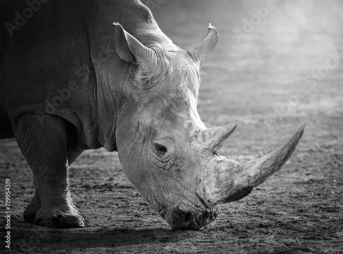 Portarit de Rhinocéros en noir et blanc , photographie animalière