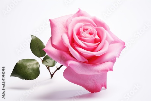 Single pink rose isolated on white background