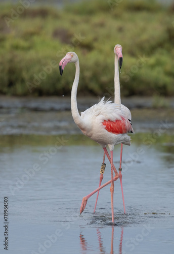 greater flamingos in the lagoon of delta ebro river 