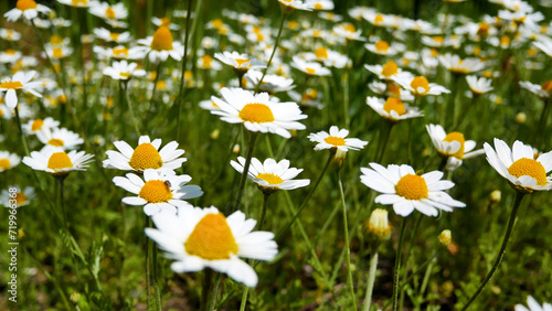 Field with flowering field daisies. Many white flowers sway in the wind. Wildflowers in the wild in summer.