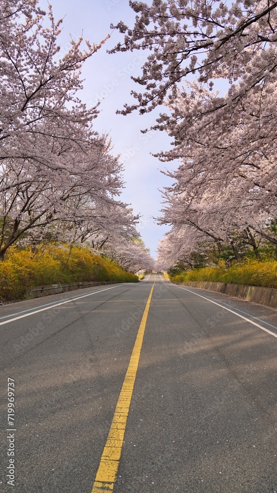 Cherry blossom road scenery in Korea