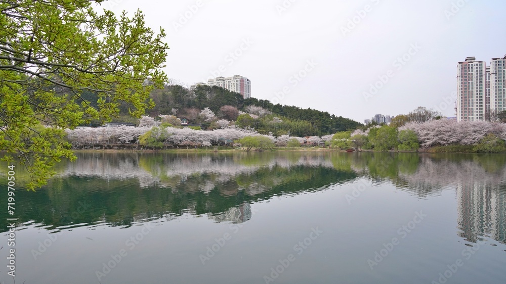Lake and cherry blossom road scenery on a spring day in Korea