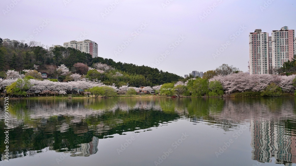 Lake and cherry blossom road scenery on a spring day in Korea