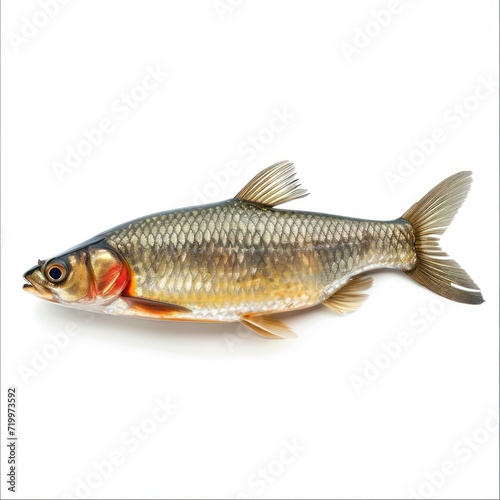 river fish on a white background 3