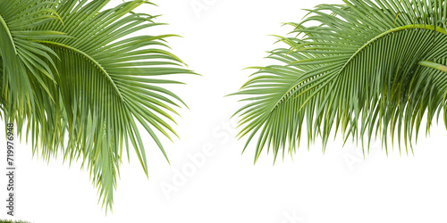 Isolated palm tree leaves on transparent