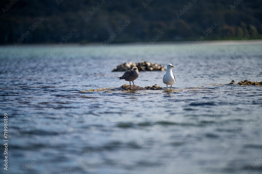 cormorant and seagull on an island in tasmania australia in summer with chicks in a nest cormorant and seagull on an island in tasmania australia in summer with chicks in a nest