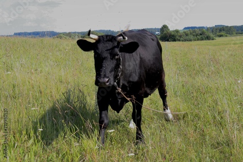 Morning. Field. The cow is grazing. The cow is grass. Large animal.