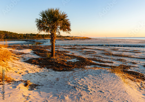 Fototapeta Naklejka Na Ścianę i Meble -  The Corner Palm on Singleton Beach, Hilton Head Island, South Carolina, USA