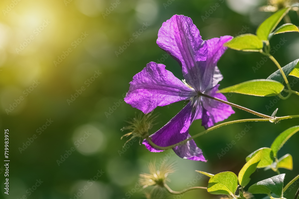 Purple clematis flower in sunlight on green blurred background. Beautiful floral background. Selective soft focus. Copy space Purple clematis flower in sunlight on green blurred background. Beautiful floral background. Selective soft focus. Copy space