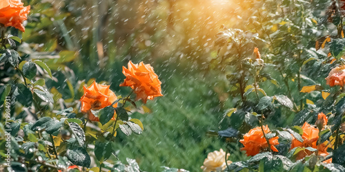 Shrub rose in sunlight under the rain. Beautiful spring banner with orange roses. Selective soft focus.