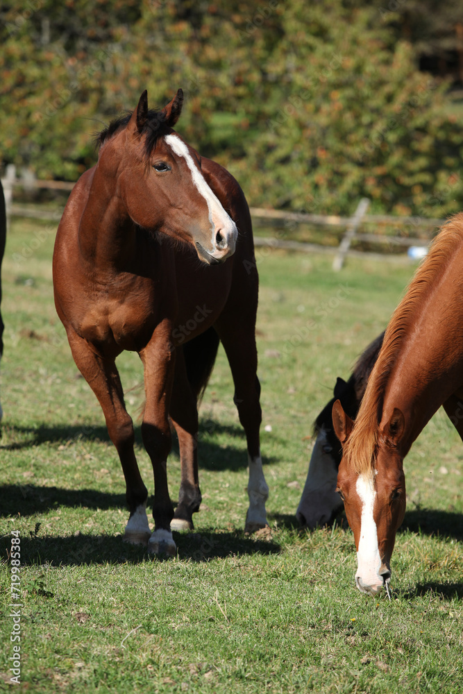 Amazing western horse on the pasturage Amazing western horse on the pasturage