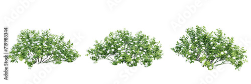 Spiraea betulifolia isolate transparent background.3d rendering PNG