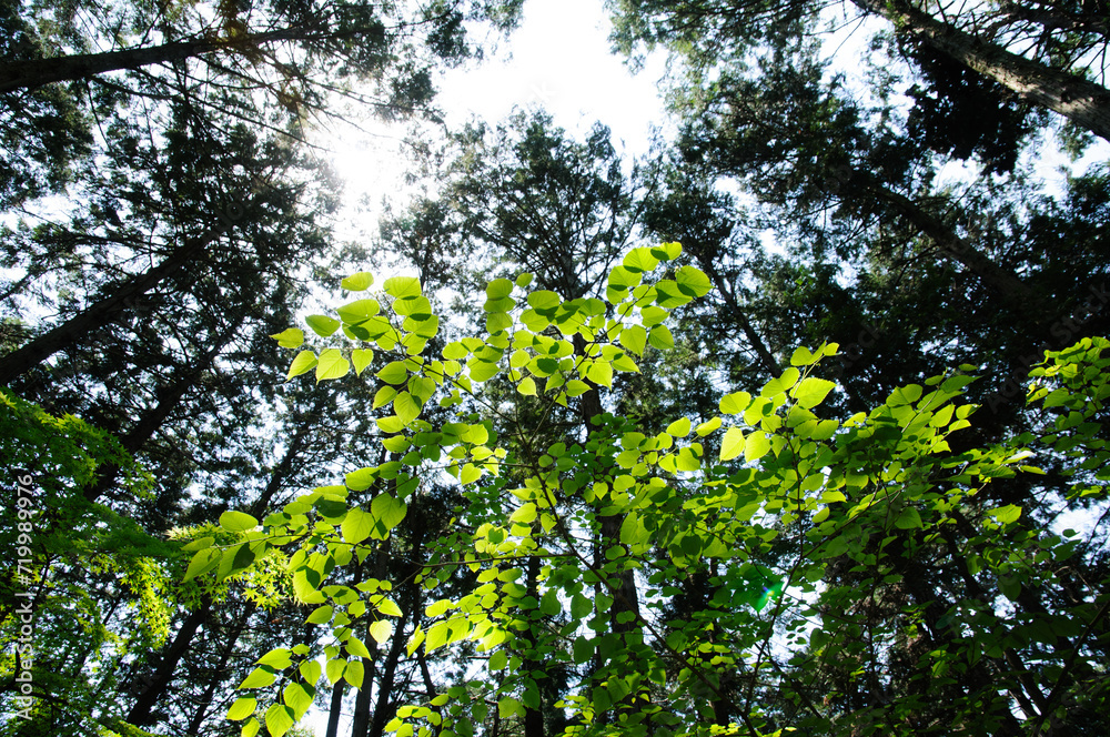 Fototapeta premium 森の中の新緑