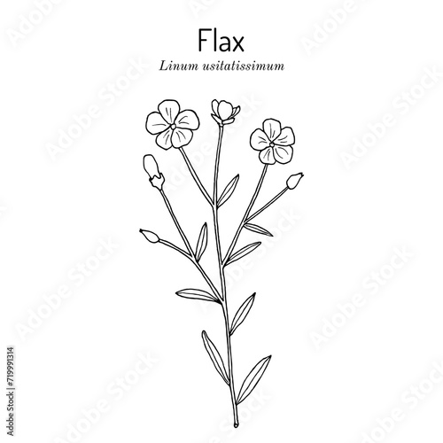 Common flax or linseed  Linum usitatissimum   edible and medicinal plant