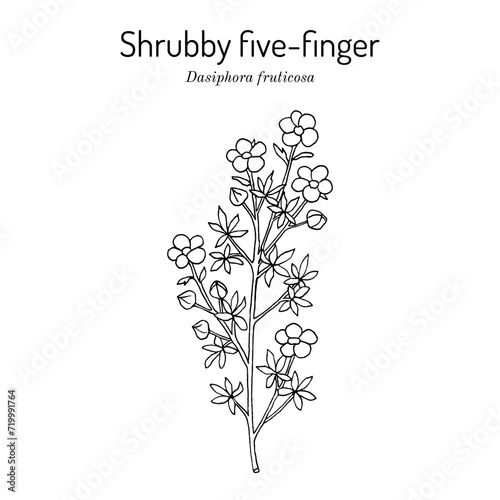 Shrubby five-finger (Dasiphora fruticosa), medicinal plant photo