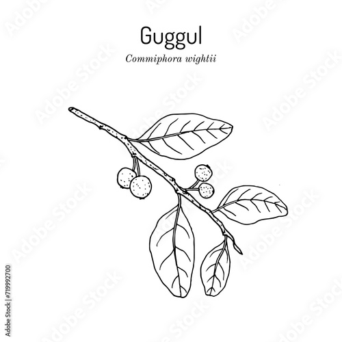 Guggul (Commiphora wightii), or Indian bdellium-tree, Mukul myrrh tree