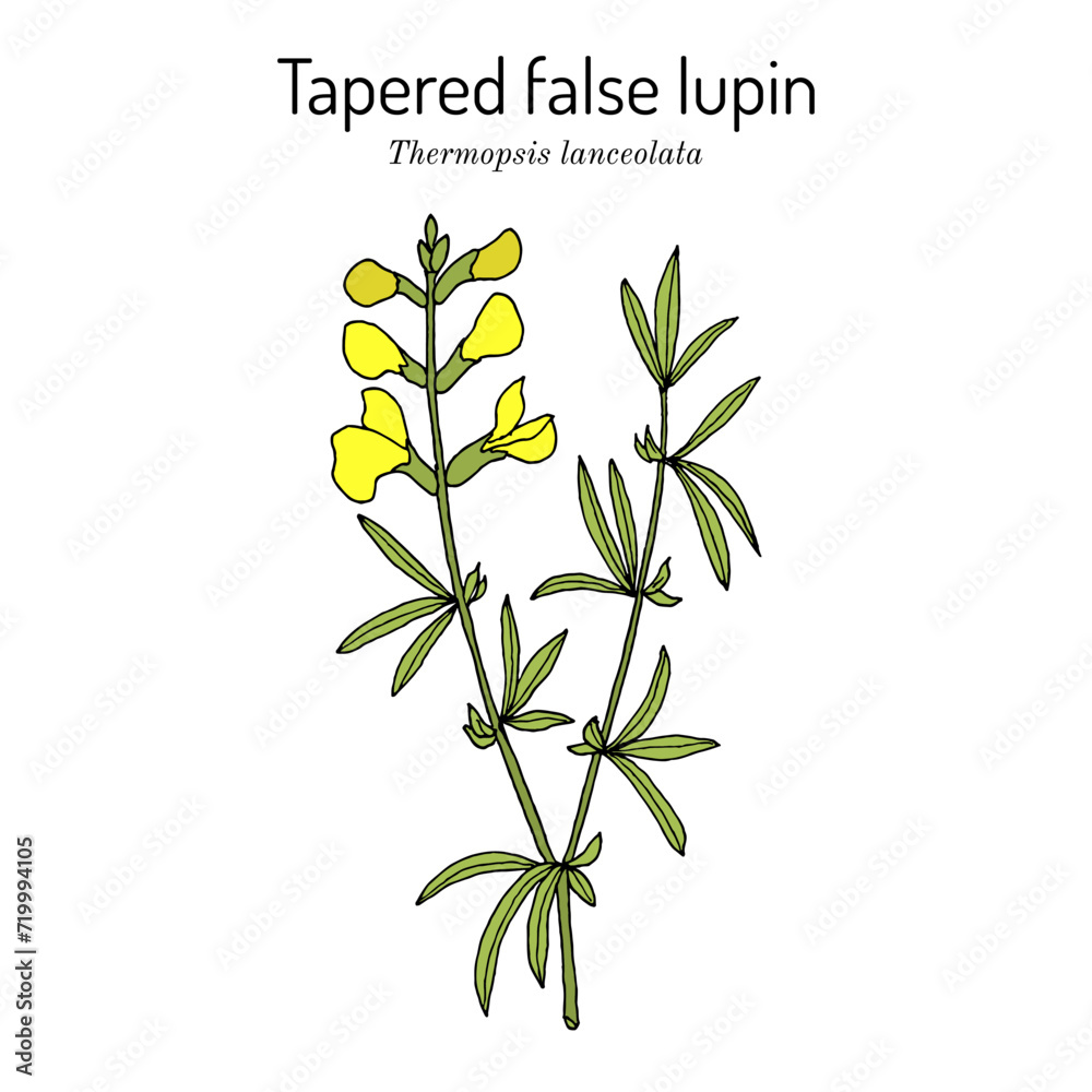 Obraz premium Tapered false lupin (Thermopsis lanceolata), medicinal plant