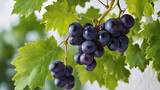 Grapes are hanging from a vine .Fresh Produce, Ripe Grapes, Wine Culture, 