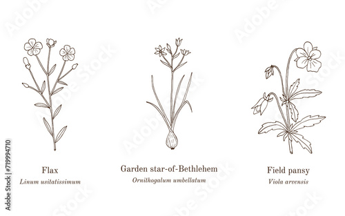 Collection of edible and medicinal plants
