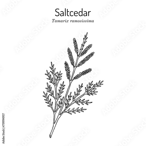 Saltcedar (Tamarix ramosissima), medicinal plant