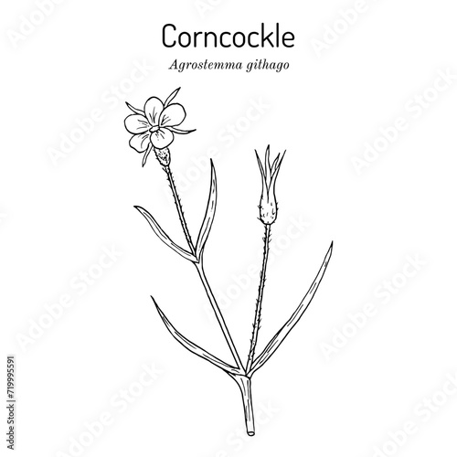 Corncockle (Agrostemma githago), medicinal plant