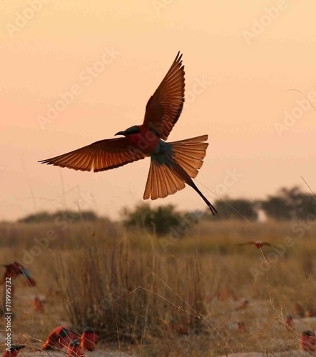 Soutern Carmine Bee-eater flying during sunset in the Caprivi of Namibia during August  photo