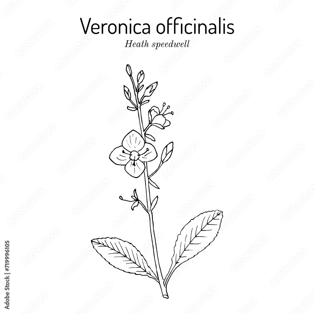 Heath speedwell (Veronica officinalis), medicinal plant
