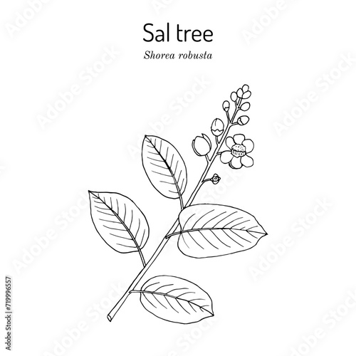 Sal tree (Shorea robusta), ornamental and medicinal plant