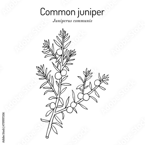 Common juniper (Juniperus communis), edible and medicinal plant