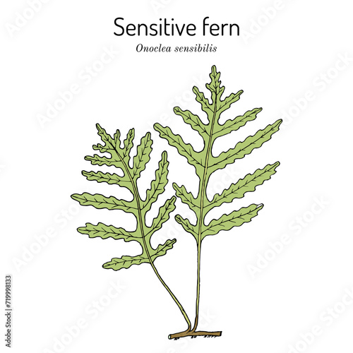 Sensitive, or bead fern (Onoclea sensibilis), edible and medicinal plant