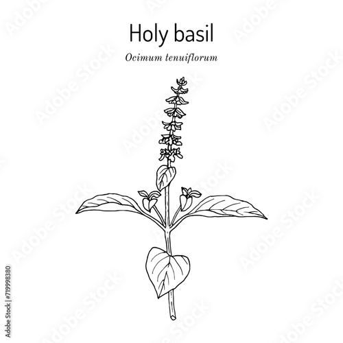 Holy Basil, or tulasi (Ocimum tenuiflorum), edible and medicinal plant