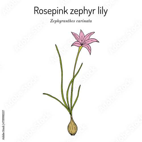 Rosepink zephyr lily (Zephyranthes grandiflora), ornamental and medicinal plant