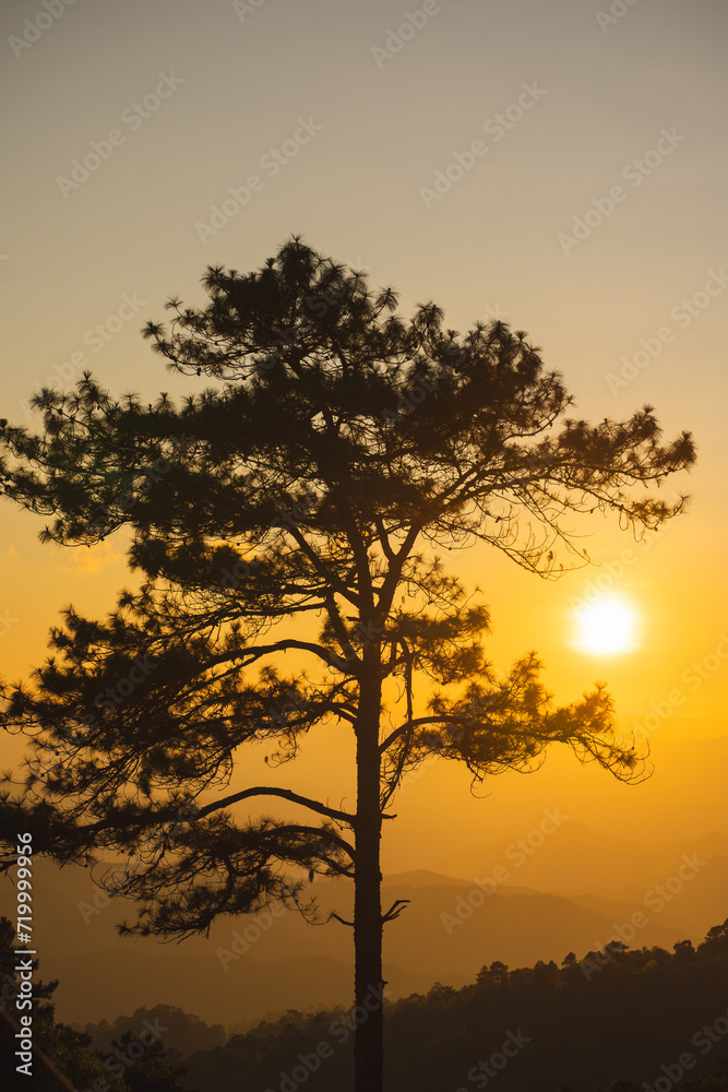 travel and people activity concept with large pine with layer of mountain and cloudy sky background