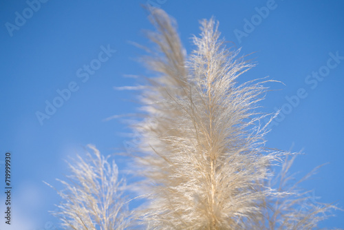 Cortaderia selloana in the botanical garden. Cortaderia selloana is a species of flowering plant in the Poaceae family.