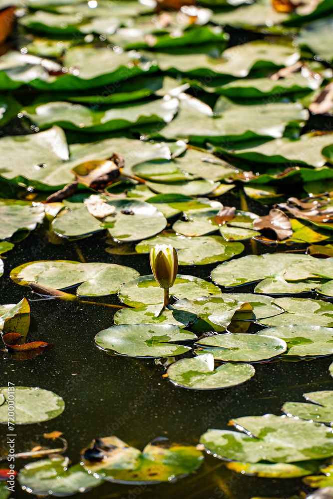 Water lily leaves in the botanical garden. Nelumbo is a genus of aquatic plants with large, showy flowers. Water lily leaves in the botanical garden. Nelumbo is a genus of aquatic plants with large, showy flowers.