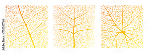 Leaf vein texture abstract background with close up plant leaf cells ornament texture pattern. Orange and white organic macro linear pattern of nature leaf foliage vector illustration.