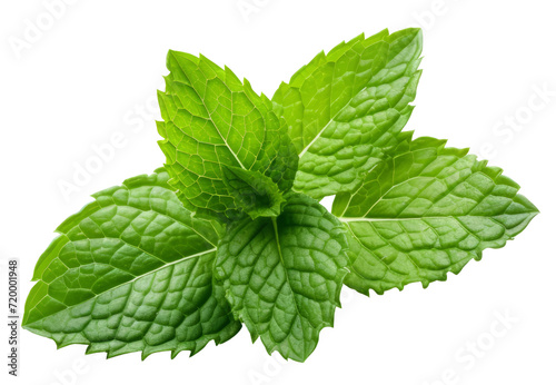 Isolated Fresh Mint Leaves on White Background: Aromatic Herb with Medicinal Qualities for Healthy Cooking and Natural Freshness in Nature