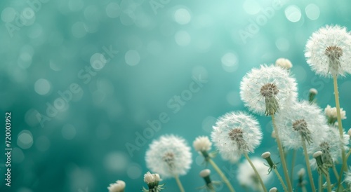 a close up image of white dandelion flowers