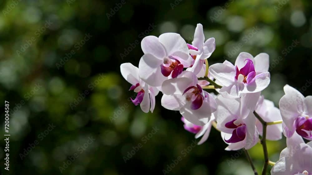 Branch of a white orchid on a green natural background
Branch of a white orchid on a green natural background